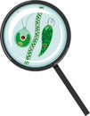 Chlamydomonas, euglena viridis and spirogyra charophyte green algae under magnifying glass